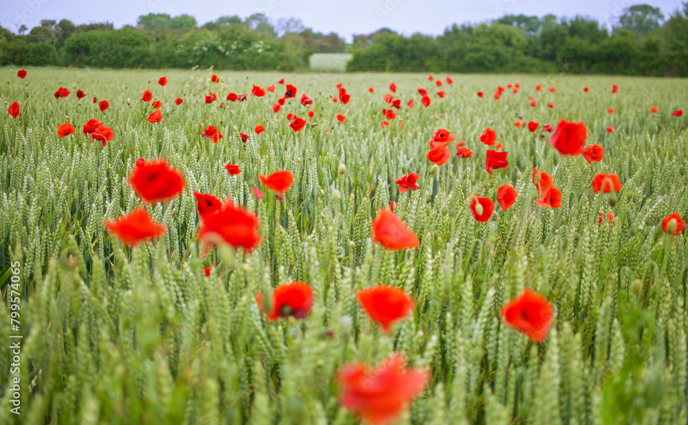 Fototapeta premium Old battlefields
