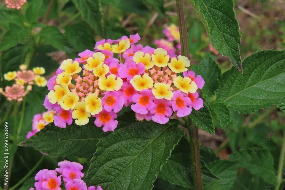 Beautiful Lantana flowers in Florida nature, closeup Beautiful Lantana flowers in Florida nature, closeup