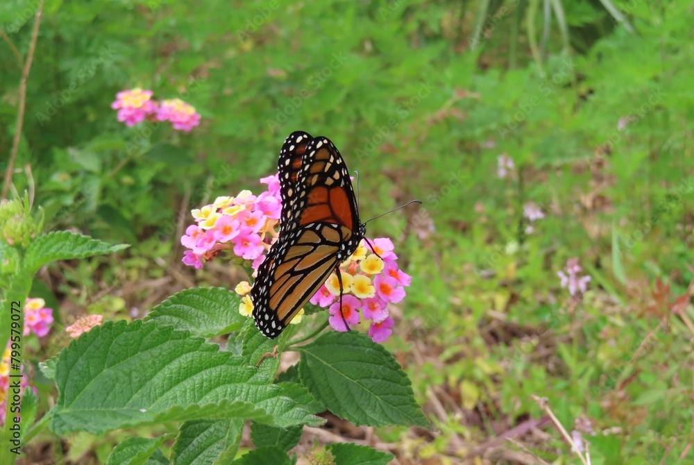 Fototapeta premium Monarch butterfly on lantana flowers in Florida nature, closeup