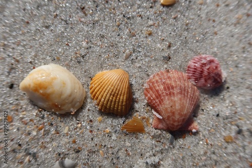 Beautiful colorful seashells on sand background in Atlantic coast of North Florida