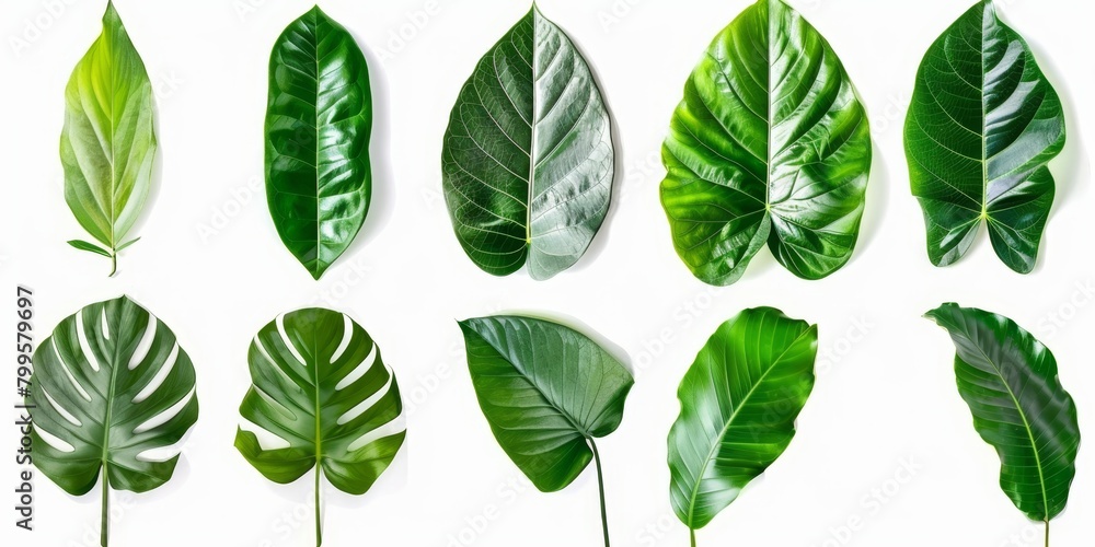 Fototapeta premium Set of tropical green leaves