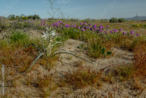 Rare and breathtaking Desert Lilies (Hesperocallis Undulata) blooming all over Anza Borrego Desert  photo