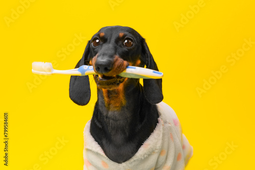A dachshund in a cozy sweater holds a toothbrush, showcasing oral hygiene with a whimsical twist against a bright yellow backdrop