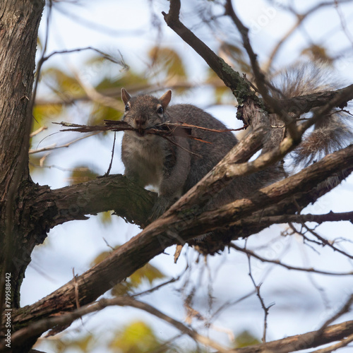 Squirrel gathering twigs and bark for a nest