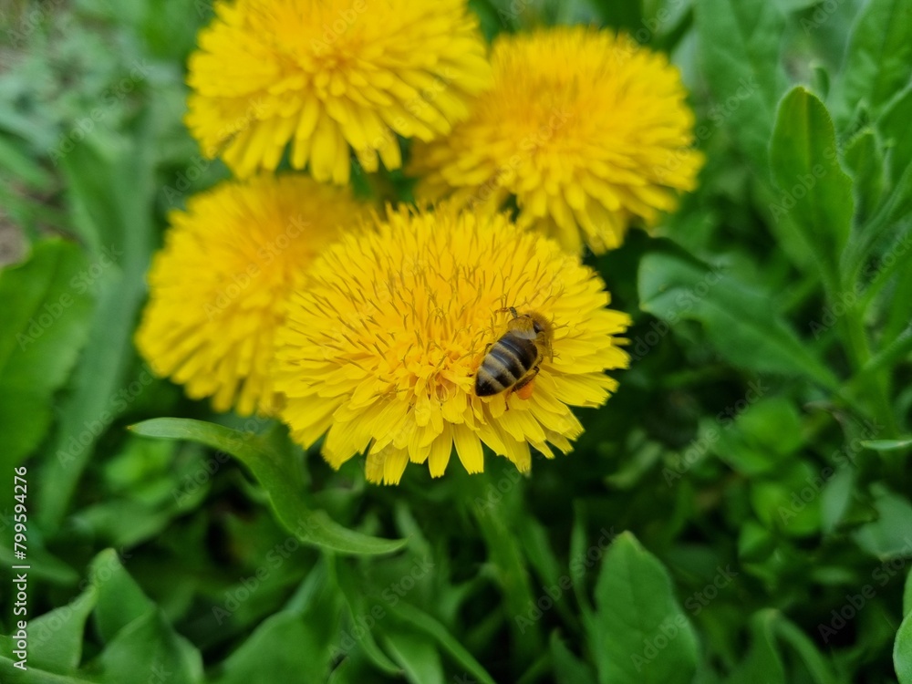 Wasp insect on yellow dandelions Wasp insect on yellow dandelions