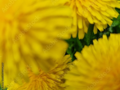 Yellow dandelion flowers