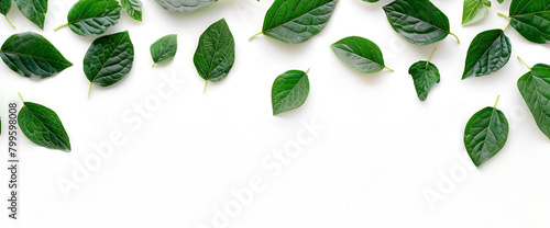 Wallpaper Mural green leaves on a white background Torontodigital.ca