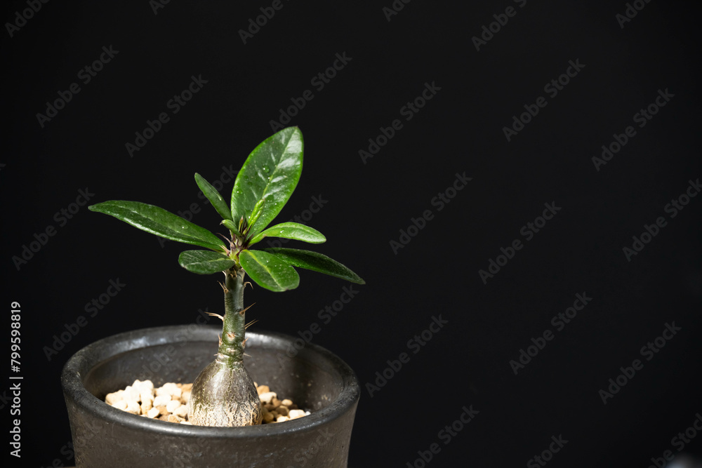 春の塊根植物 パキポディウムサキュレンタム 春の塊根植物 パキポディウムサキュレンタム