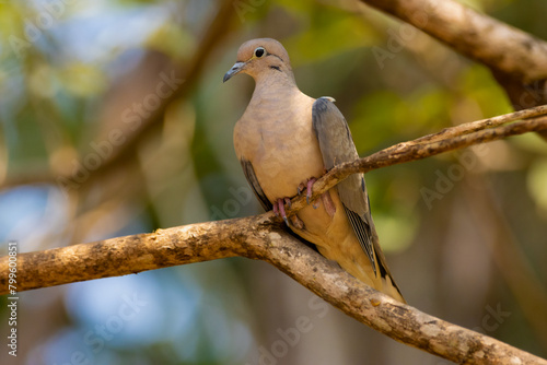 dove on a branch