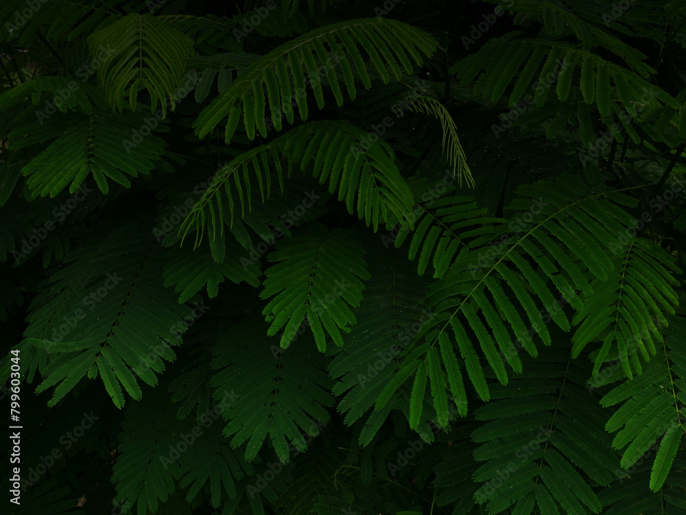 leaf pattern on black background leaf pattern on black background