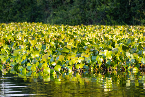Pantanal in the Brazil photo