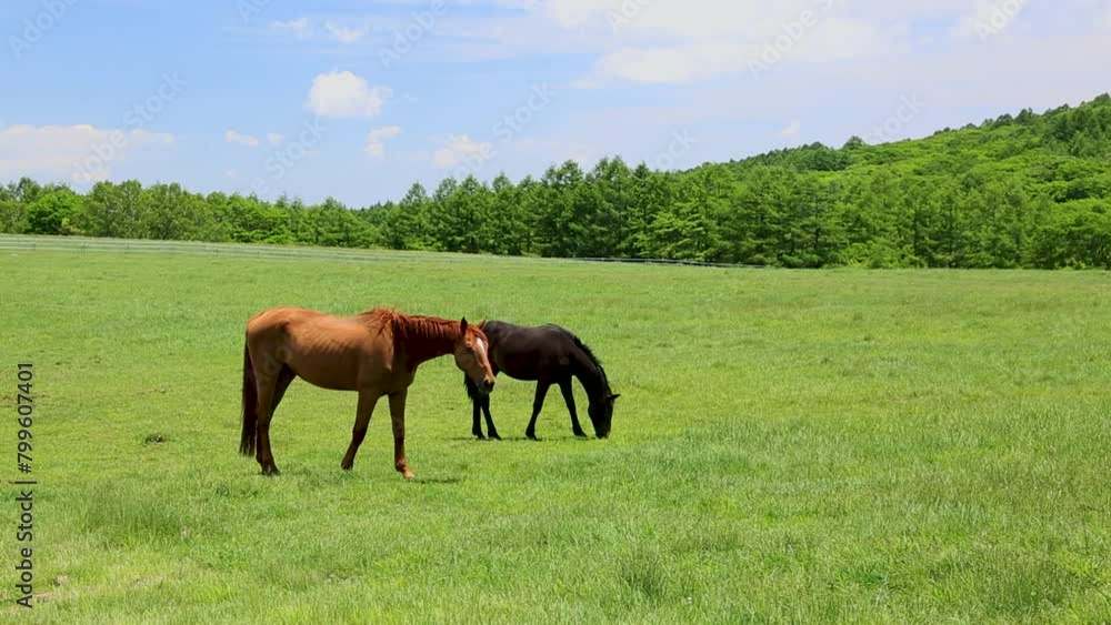 初夏の風渡る草原で草を食む馬2