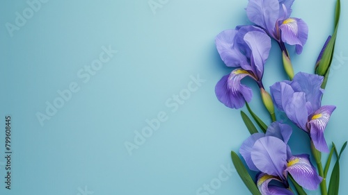 Purple iris flowers with green leaves on blue background photo