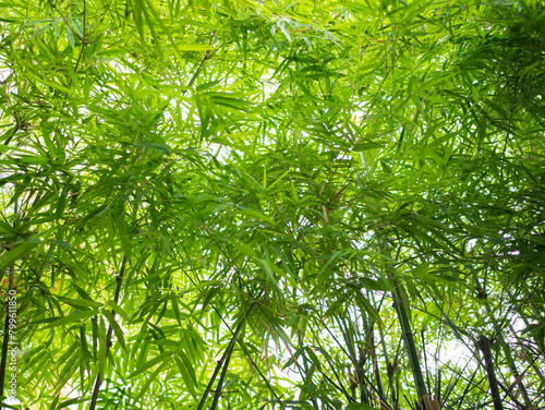 Bamboo forest is a natural green for relaxation and tourism.