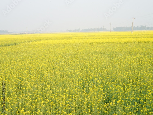 field of yellow rapeseed