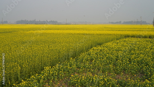 field of yellow flowers