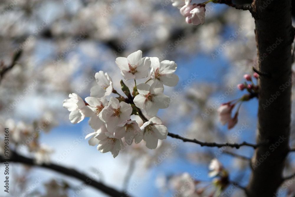 Blooming flowers of sacura (Japanese cherry) on branches