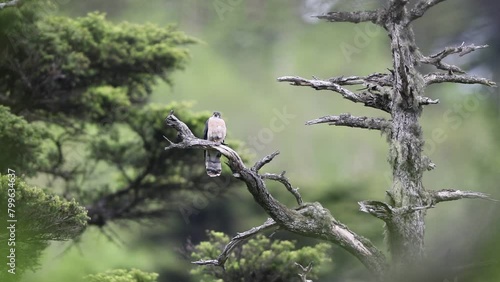The northern hawk-cuckoo, rufous hawk-cuckoo, or Horsfield's hawk-cuckoo (Hierococcyx hyperythrus) in Japan photo