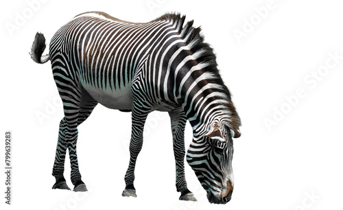 Gr  vy s zebra  Equus grevyi   isolated on a white background 