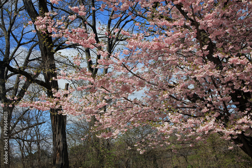 Blooming flowers of sacura (Japanese cherry) on branches
