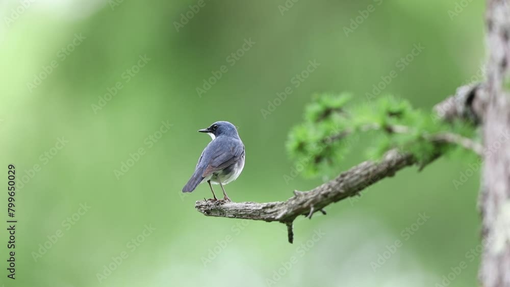 Siberian Blue Robin (Luscinia cyane) male in Japan Siberian Blue Robin (Luscinia cyane) male in Japan