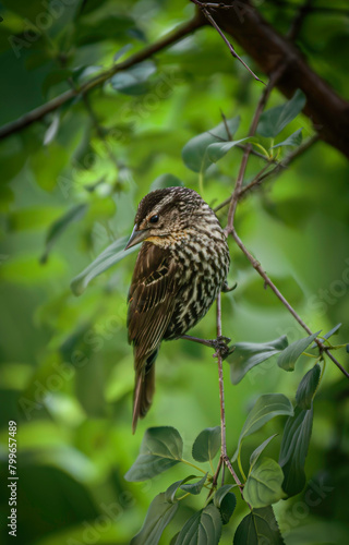 Brown Thrasher Bird in tree surrounded by greenery 