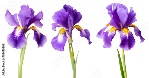 Set of eight iris flower and petals isolated on white background © PhotoFolio Finds