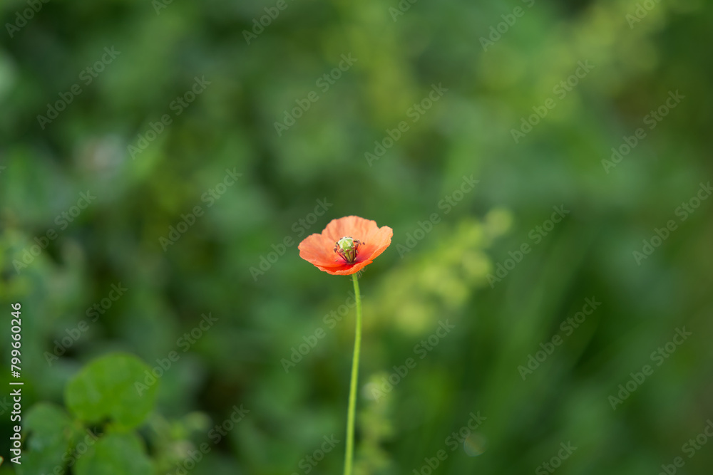 一輪のポプラの花 一輪のポプラの花