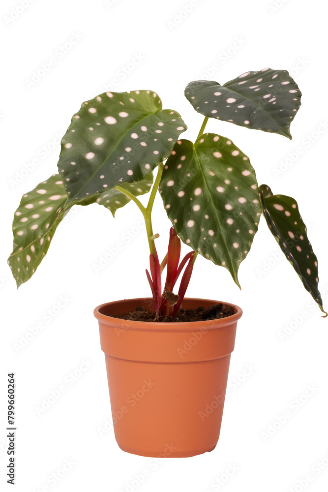 Beautiful house plant, Begonia maculata or the polka dot begonia with spots on the dark, olive-green angel wing-shaped leavesin brown plastic pot on white background isolated and clipping path. Beautiful house plant, Begonia maculata or the polka dot begonia with spots on the dark, olive-green angel wing-shaped leavesin brown plastic pot on white background isolated and clipping path.