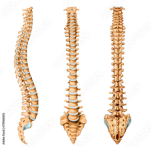 Canvastavla Spine Anatomy Medical illustration