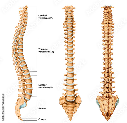 Spine Anatomy Medical illustration With Label 