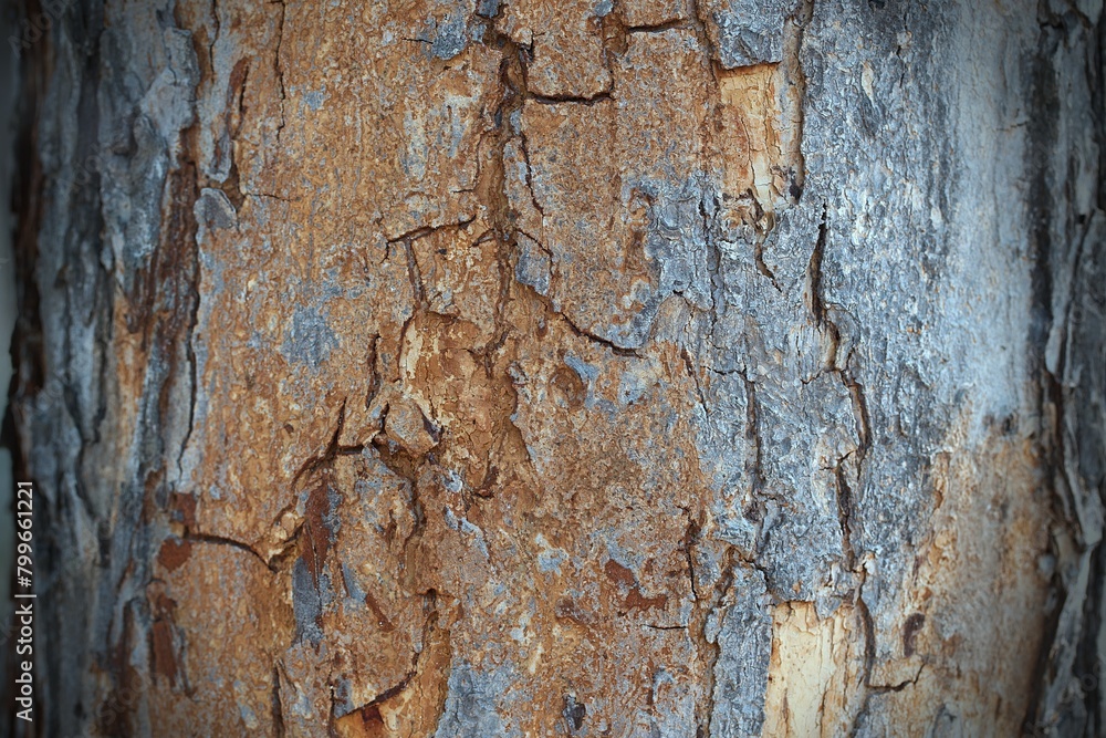 Close up wood bark texture Close up wood bark texture