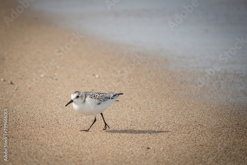 Sandpiper bird walks along beach on sand beside water