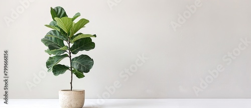 A lovely indoor fiddle leaf fig emerged in a ceramic planter depicting gigantic gleaming dark green fronds lovely plant to keep and space, Generative AI. photo