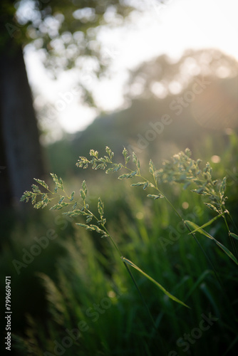 long grass plants blowing in breeze during a summer sunset
