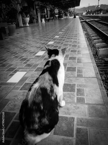 Waiting at the train station, immersed in solitude. A lone cat rests beside the railway tracks, amidst the stark black and white scenery. The sky cloaked in fog adds to the melancholic atmosphere.
