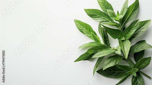 Top view of lemon verbena leaves on a clean white surface with big space for text or product advertisement background, Generative AI. photo