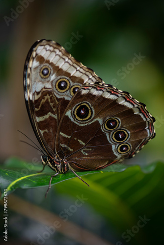 Butterfly sitting on leaf intricate patterns beneath its wings are visible