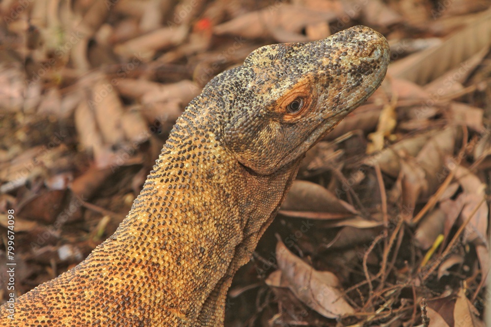 closeup of a young Komodo dragon basking and looking at the camera closeup of a young Komodo dragon basking and looking at the camera