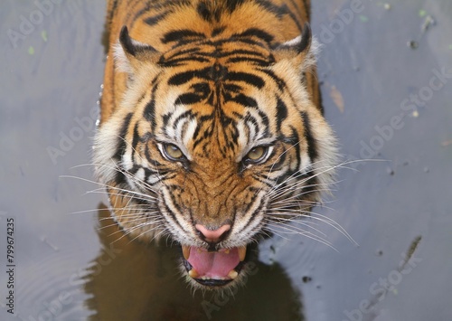 a Sumatran tiger soaks in the water and looks at the camera groaning