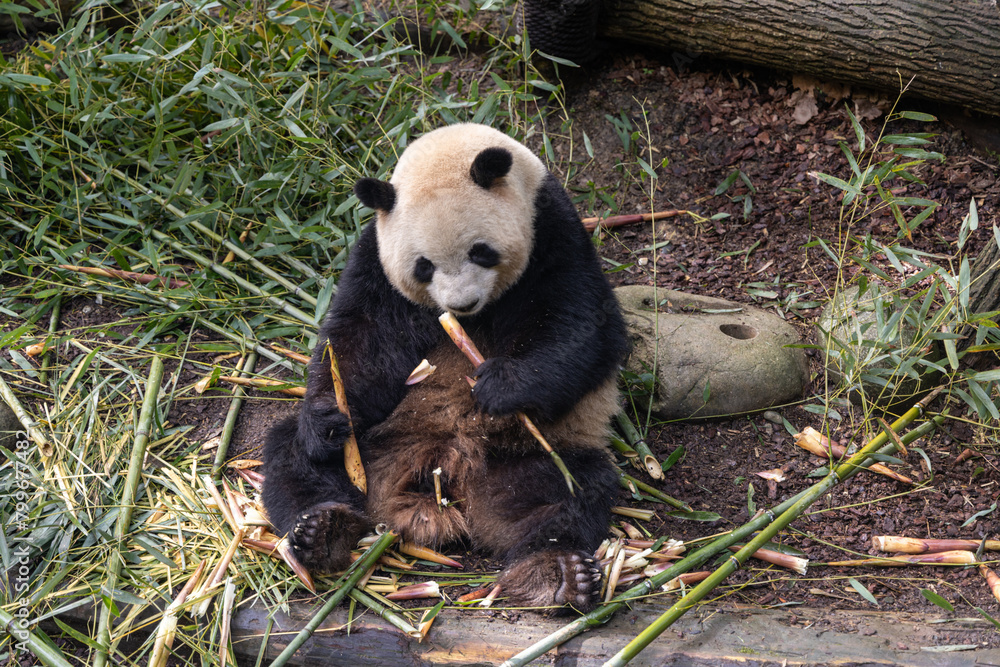 Fototapeta premium Giant panda, Panda Valley, Chengdu, Sichuan province, China