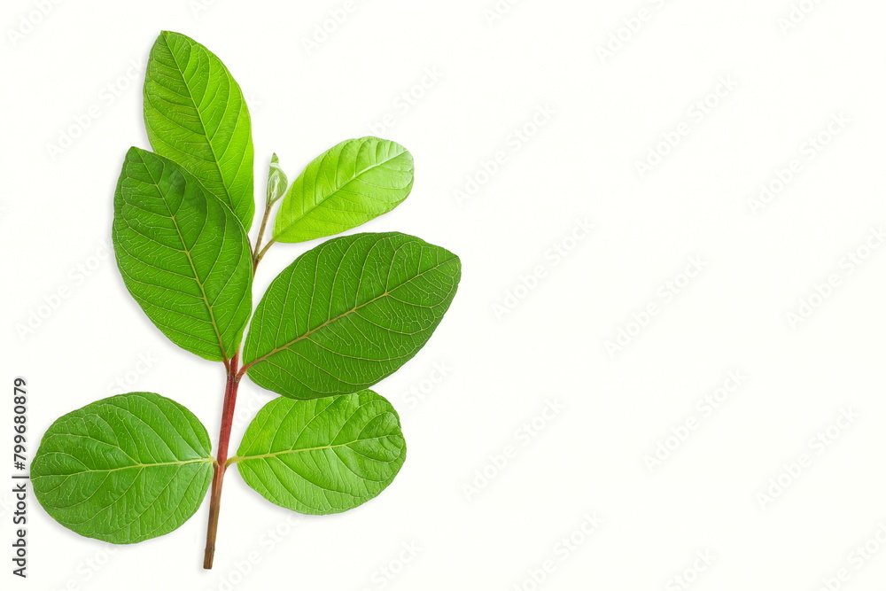 green guava leaves for herbal tea isolated in white background green guava leaves for herbal tea isolated in white background
