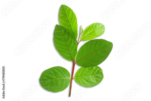 green guava leaves for herbal tea isolated,cutout in transparent background,png format