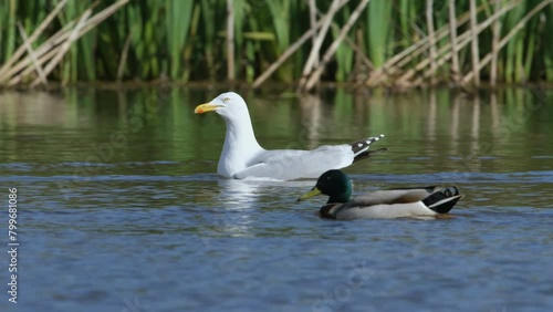 European Herring Gull, Larus argentatus, bird at spring time on lake photo