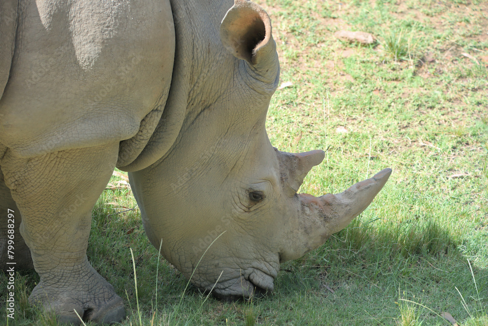 Obraz premium A portrait of the white rhinoceros, white rhino or square-lipped rhinoceros (Ceratotherium simum in Latin) is grazing