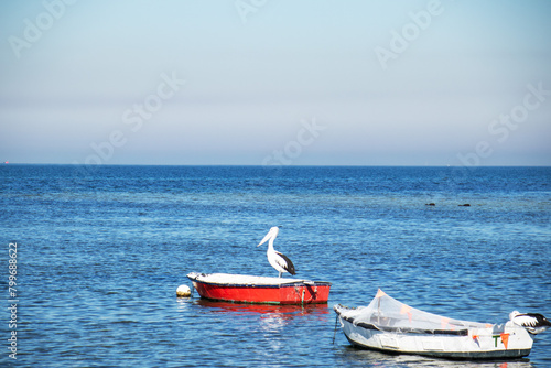 pelican sitting on a red boat