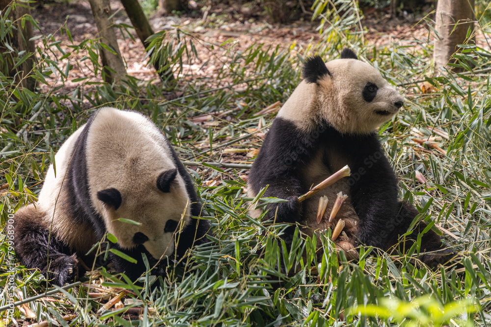 Fototapeta premium Giant panda, Panda Valley, Chengdu, Sichuan province, China