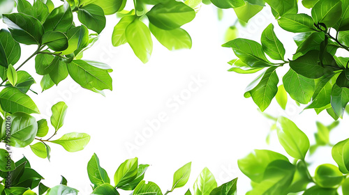 abstract background of lush green foliage on isolated background, featuring a single green leaf