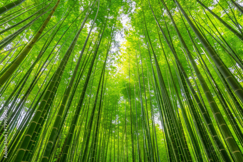 An artistic portrayal of a dense bamboo forest, with the slender stalks forming vertical lines that converge towards the top of the frame.