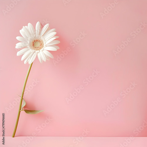 A white flower is standing on a pink background. The flower is the main focus of the image, and it is the only object in the scene. The pink background creates a soft and delicate atmosphere